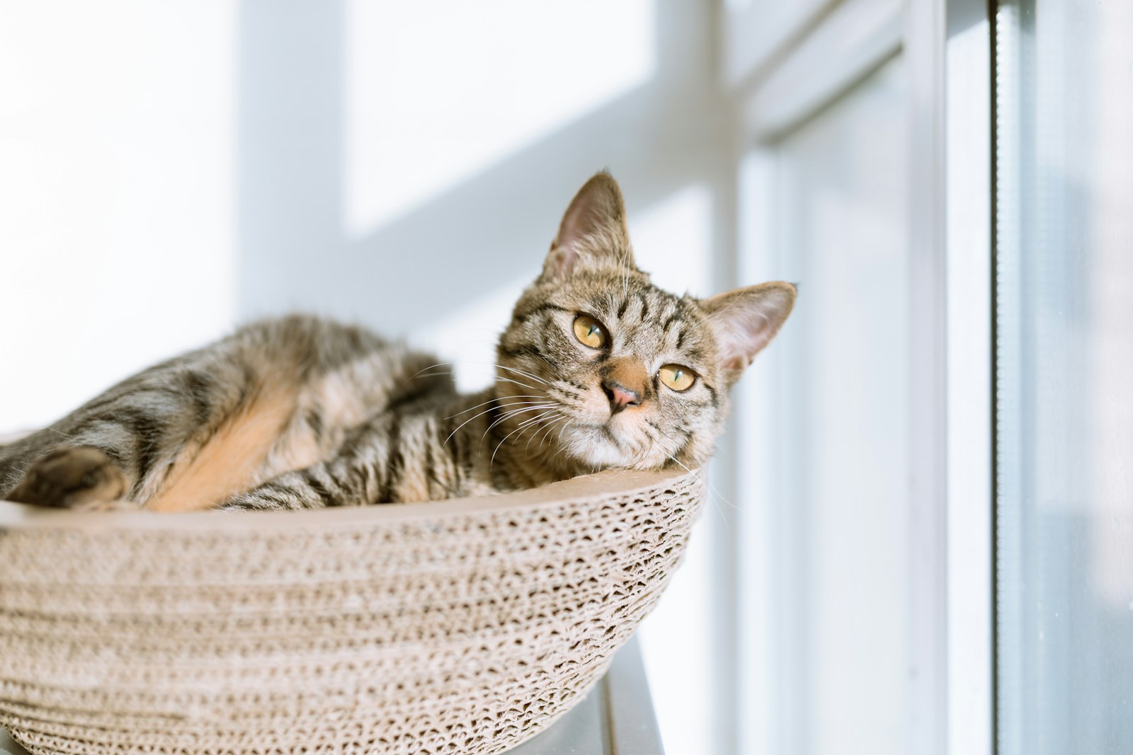 Ältere Katze im Katzenbett am Fenster