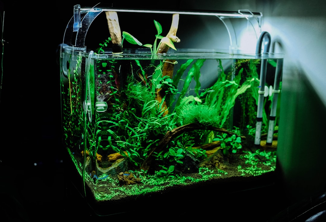 Aquarium Set Test