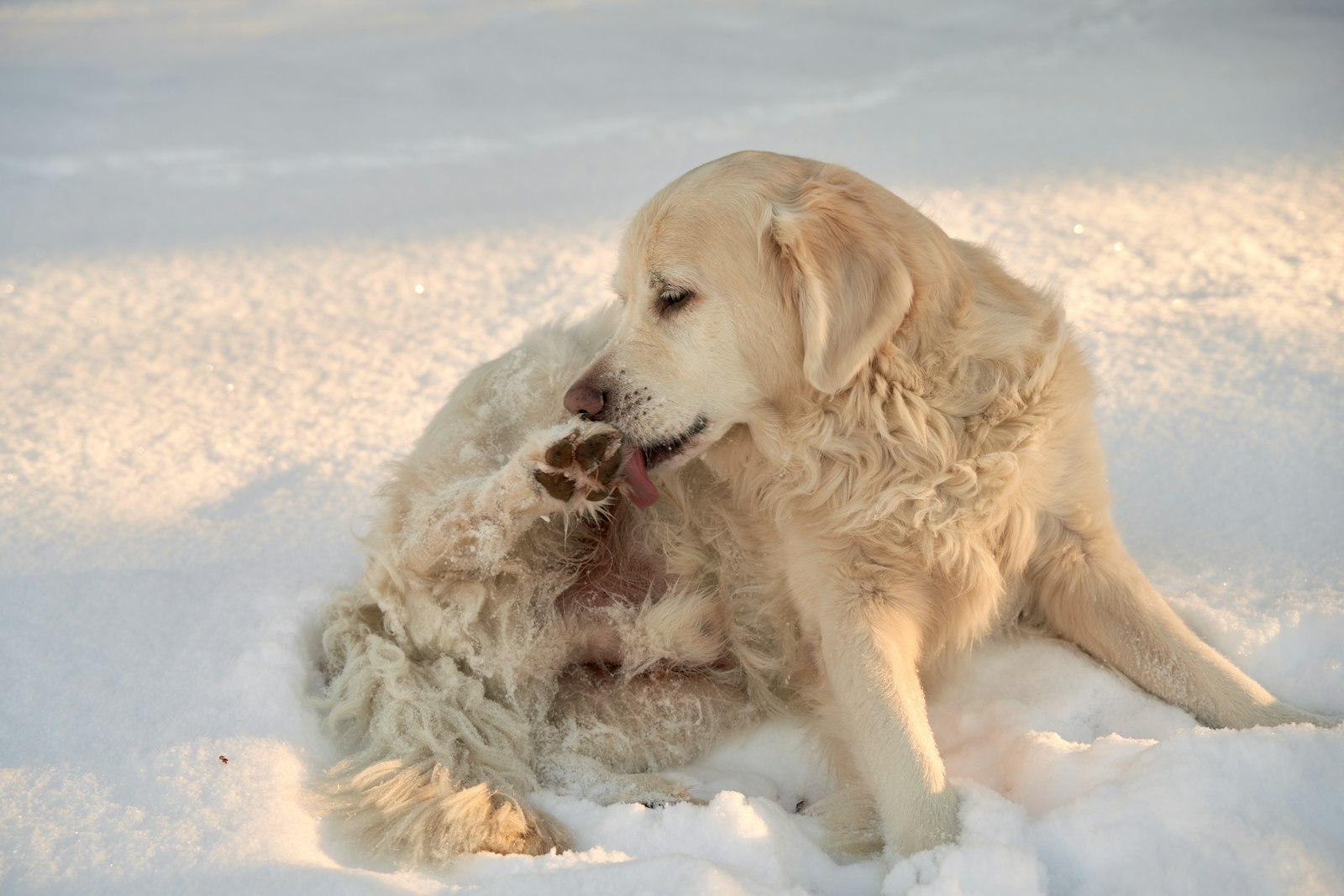 Golden retriever licking its paw in the snow – dog paw balms compared