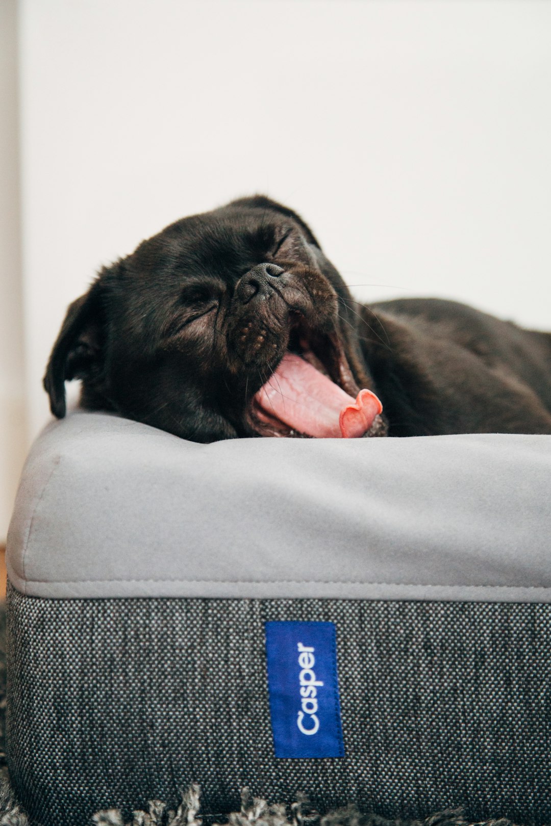 Hundebett Test 2026 – Das beste Bett für deinen Hund