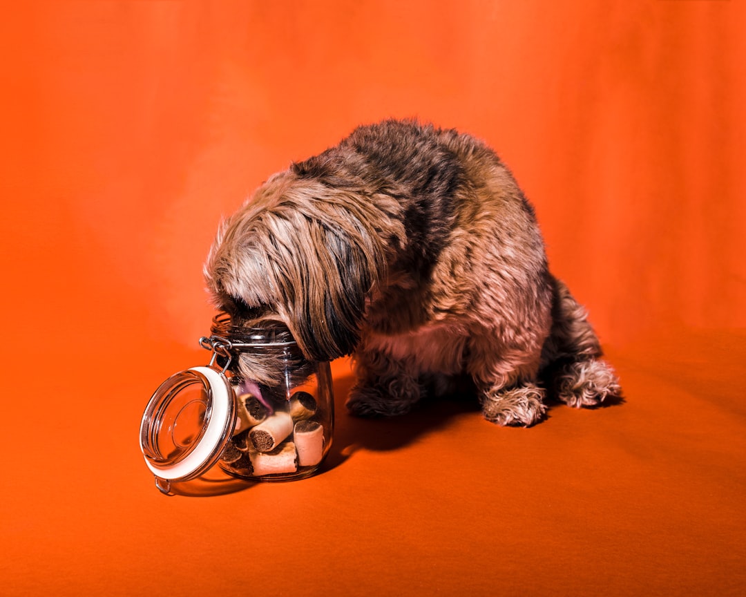 PetSafe Smart Feed