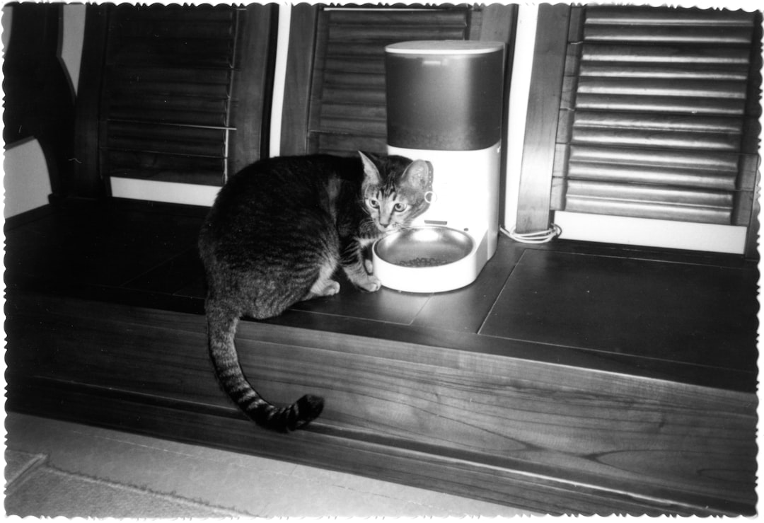 Futterautomat Test