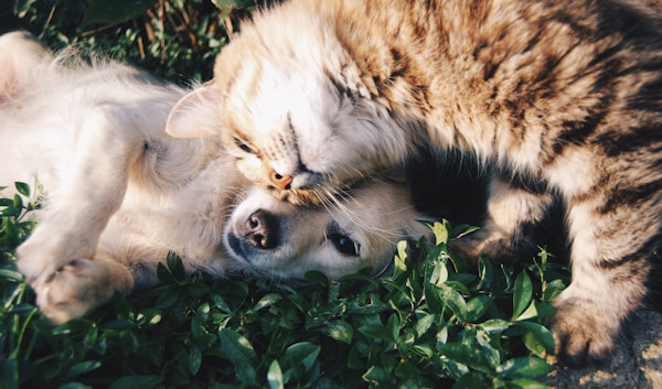 Katze und Hund – Haustier Tests