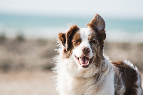 Hundegeschirr Test