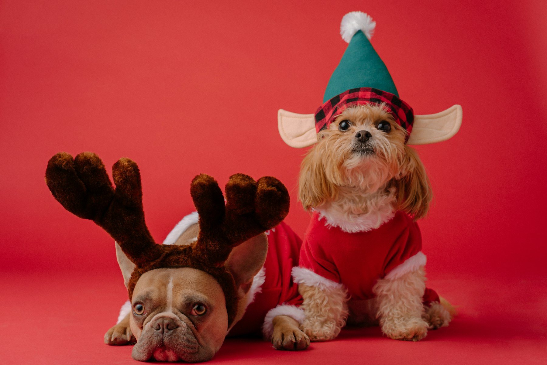 Hunde-Adventskalender 2026