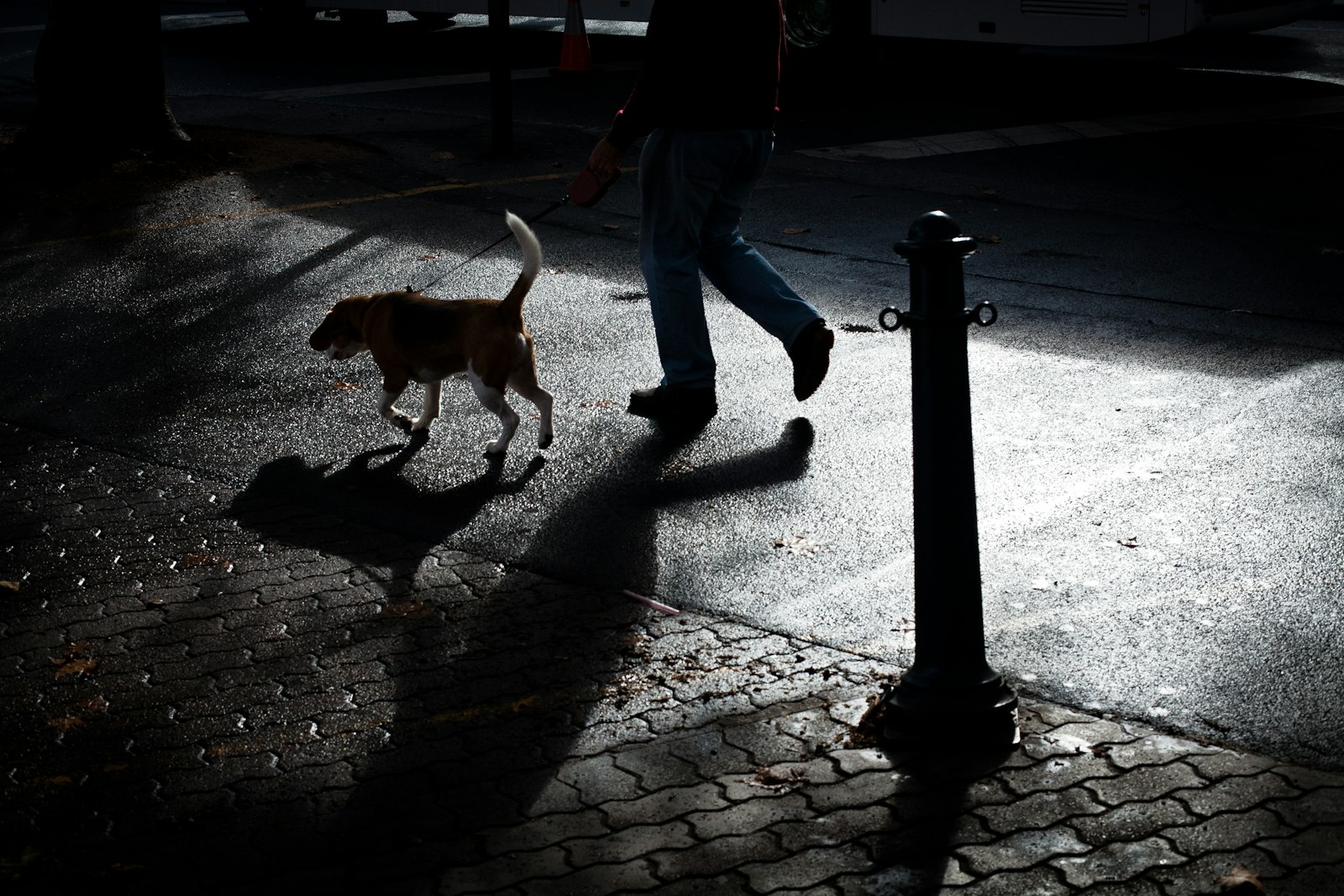 Leuchthalsband für Hunde Test