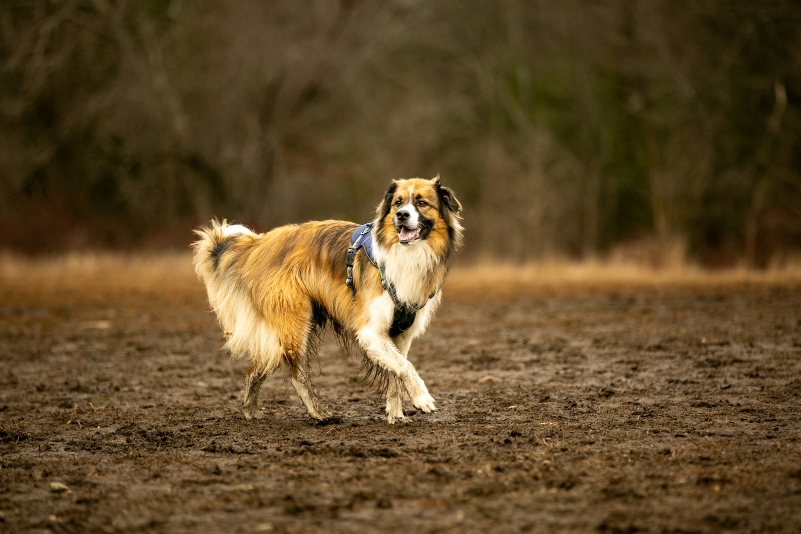 Pfotenreiniger für Hunde Test
