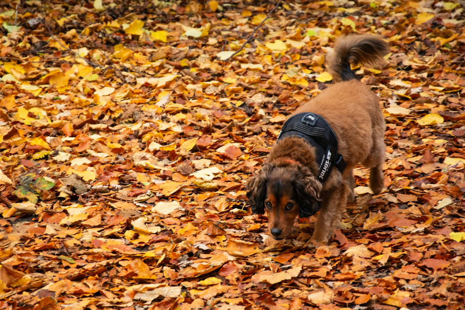 Regenmantel für Hunde Test