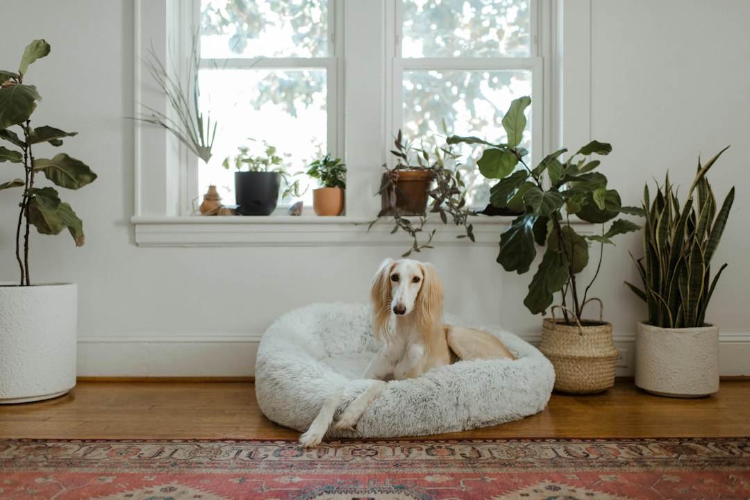 Hundebett für große Hunde