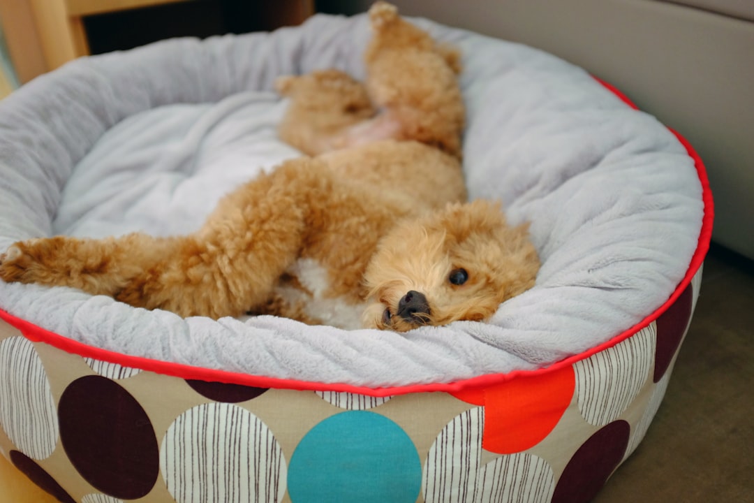 Hundebett Ratgeber