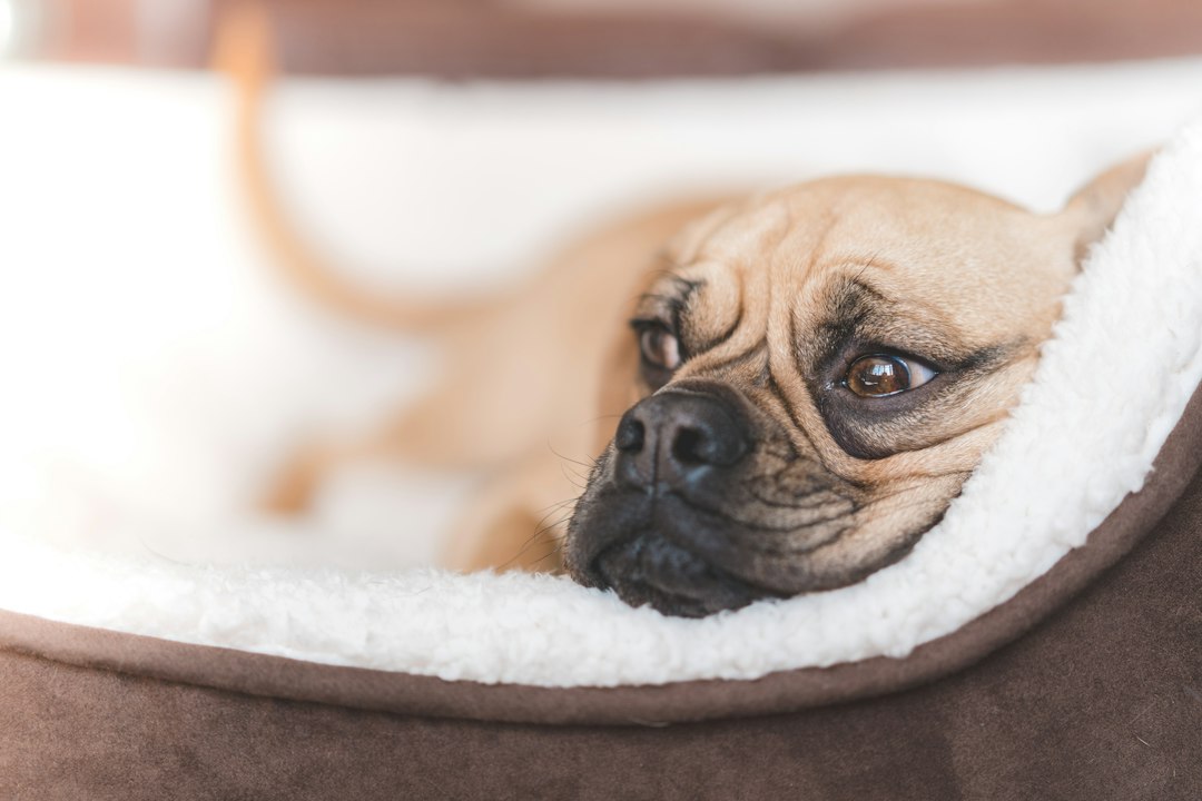 Waschbares Hundebett