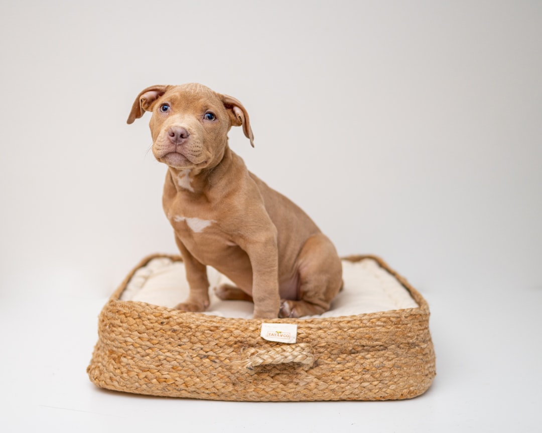 Hundebett für Welpen