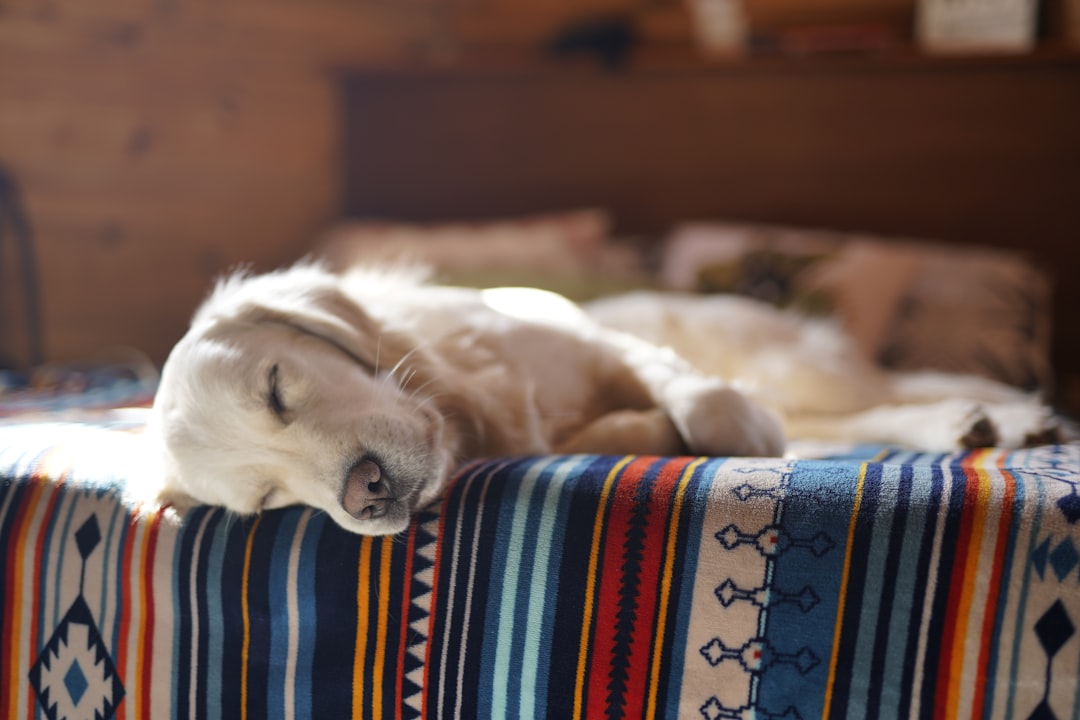 Welpe schläft entspannt in einem kleinen, kuscheligen Bett