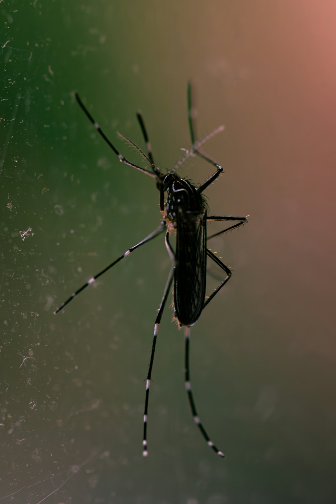 Insektenschutz Test 2026