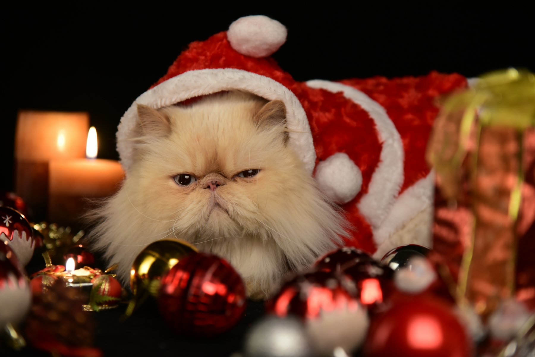 Katzen-Adventskalender 2026