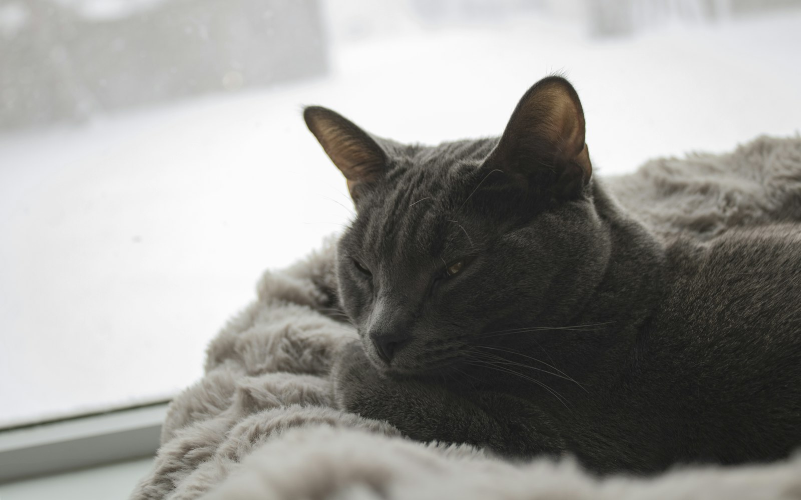 Heizkissen für Katzen Test