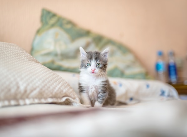 FEANDREA Donut Katzenbett
