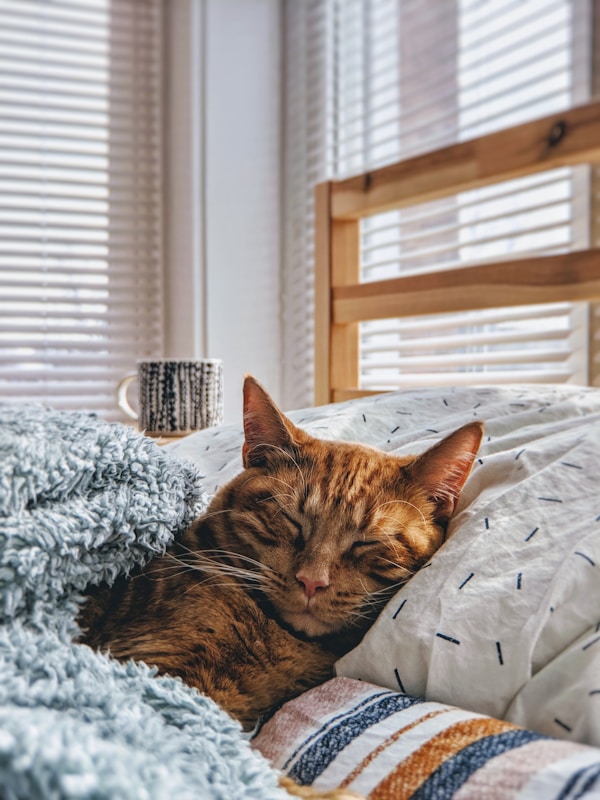Katze schläft im Bett