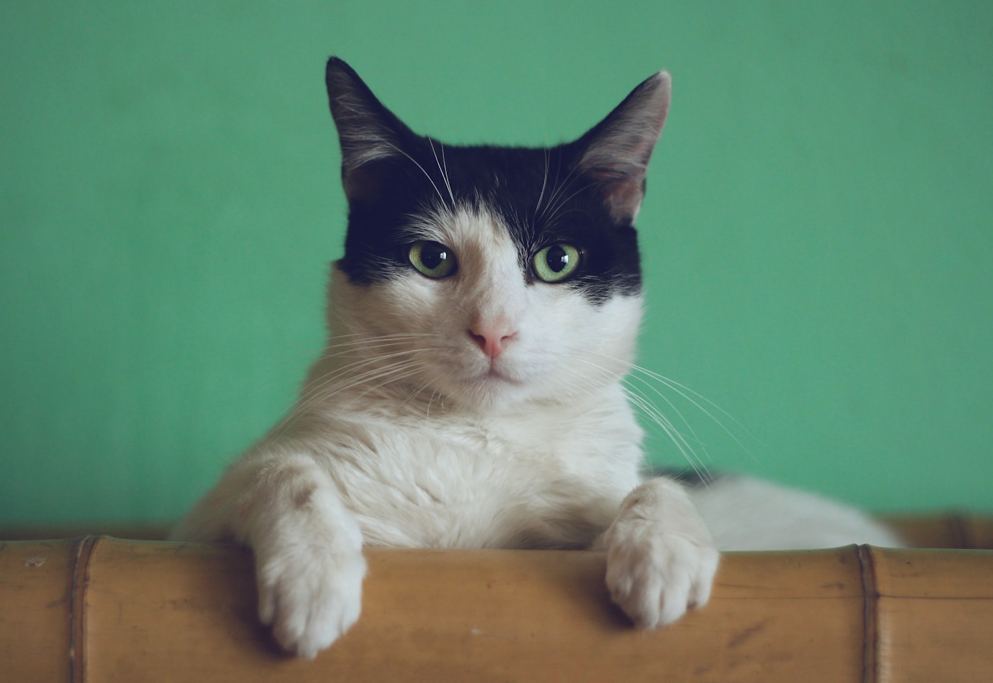 Katzenbett Test 2026 – Die besten Katzenbetten