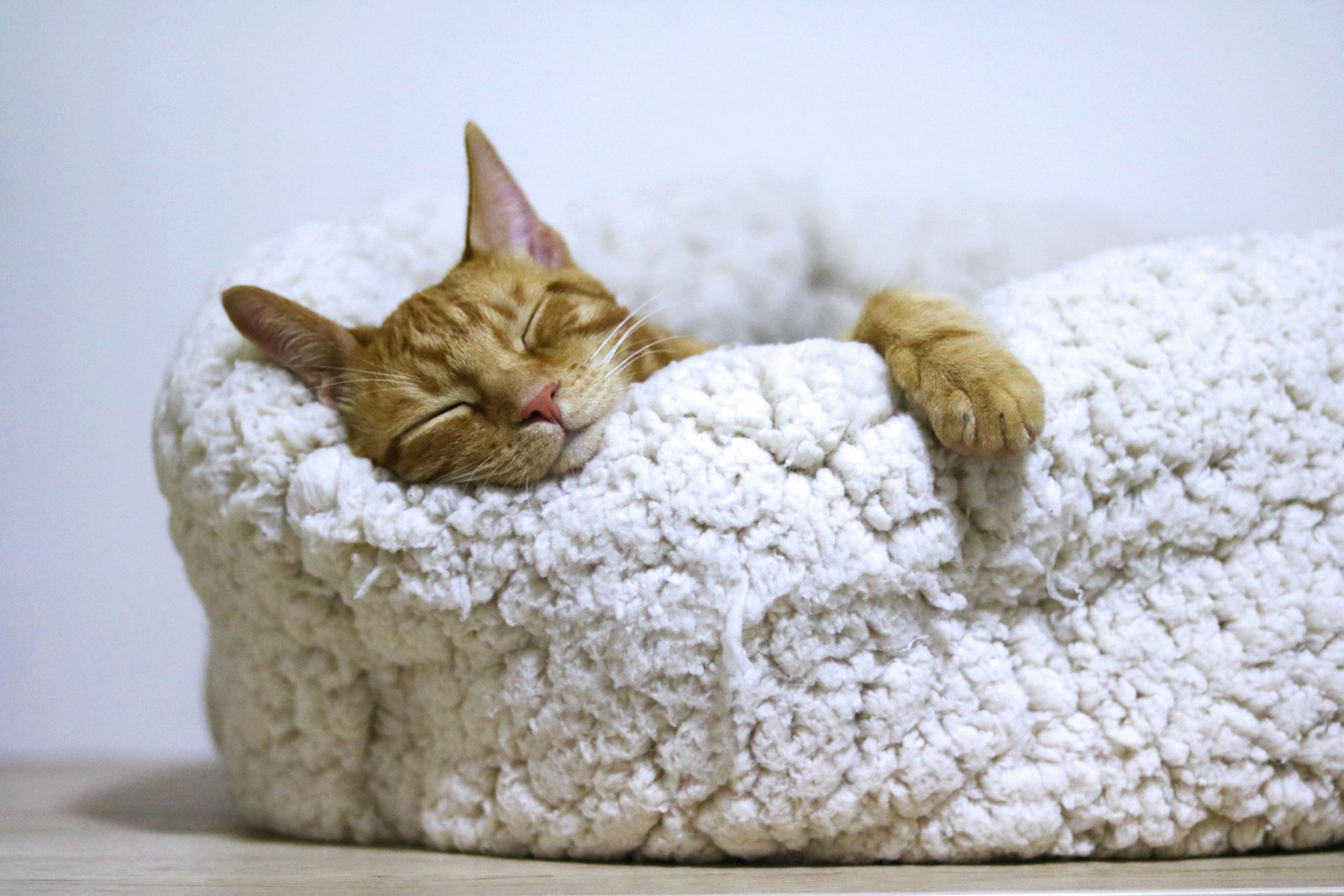 Katzenbett für ältere Katzen Test