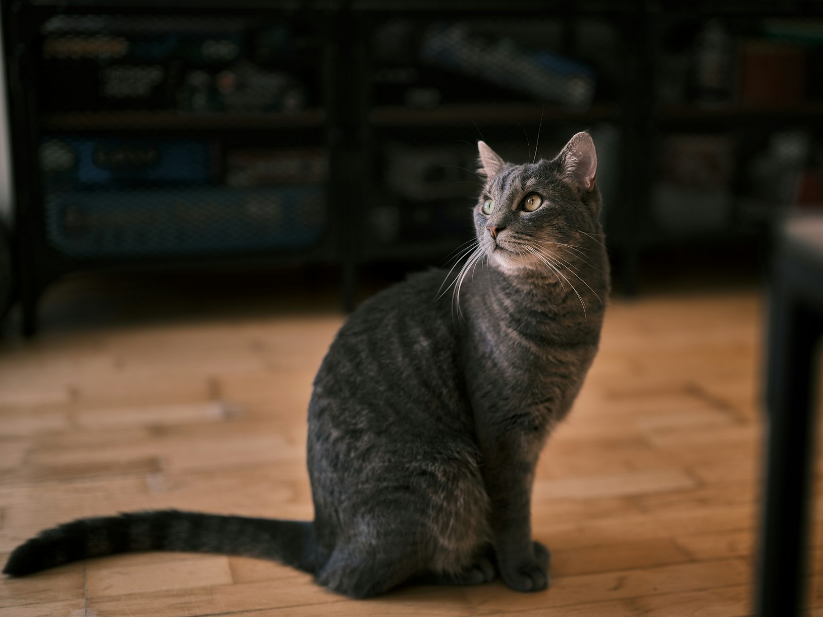 Katzenklo mit niedrigem Einstieg Test
