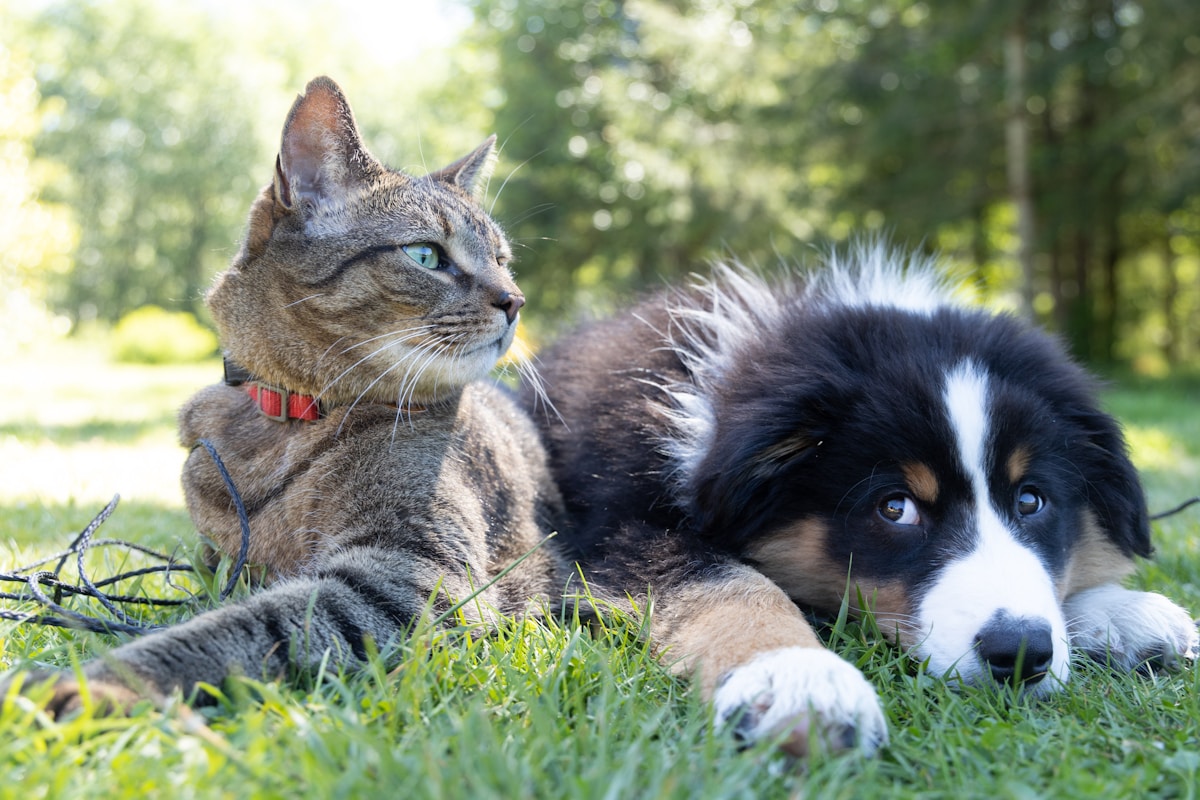 Katzennapf Test