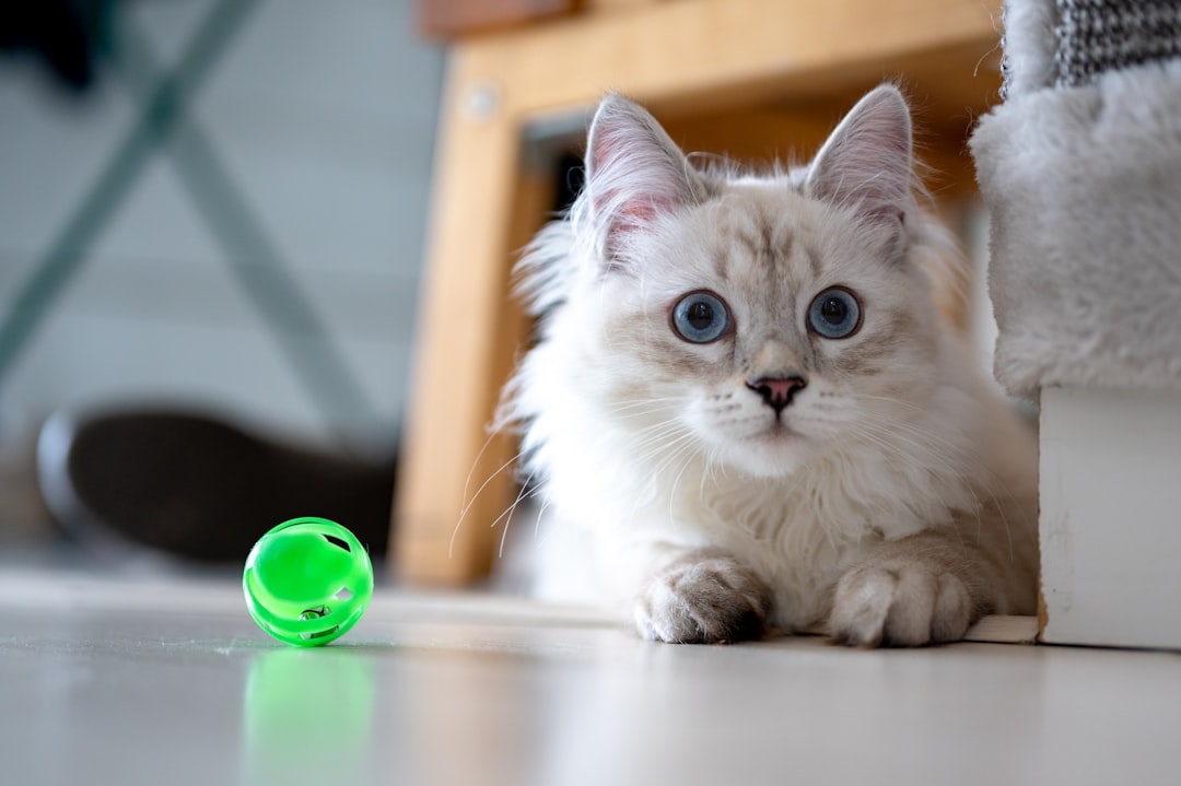 Petstages Dental Chew Wheel