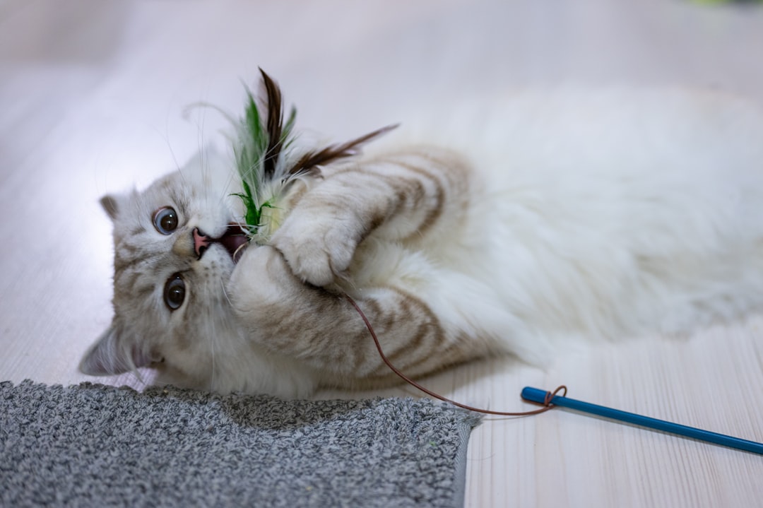 Katzenspielzeug Test