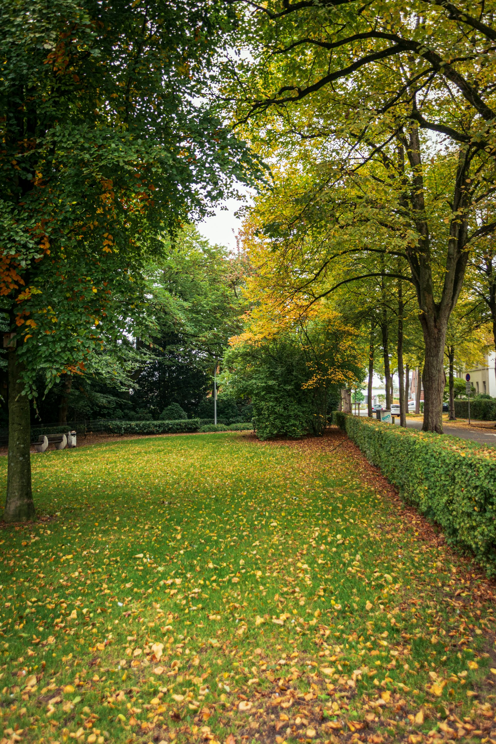 Herbstlaub auf grünem Rasen