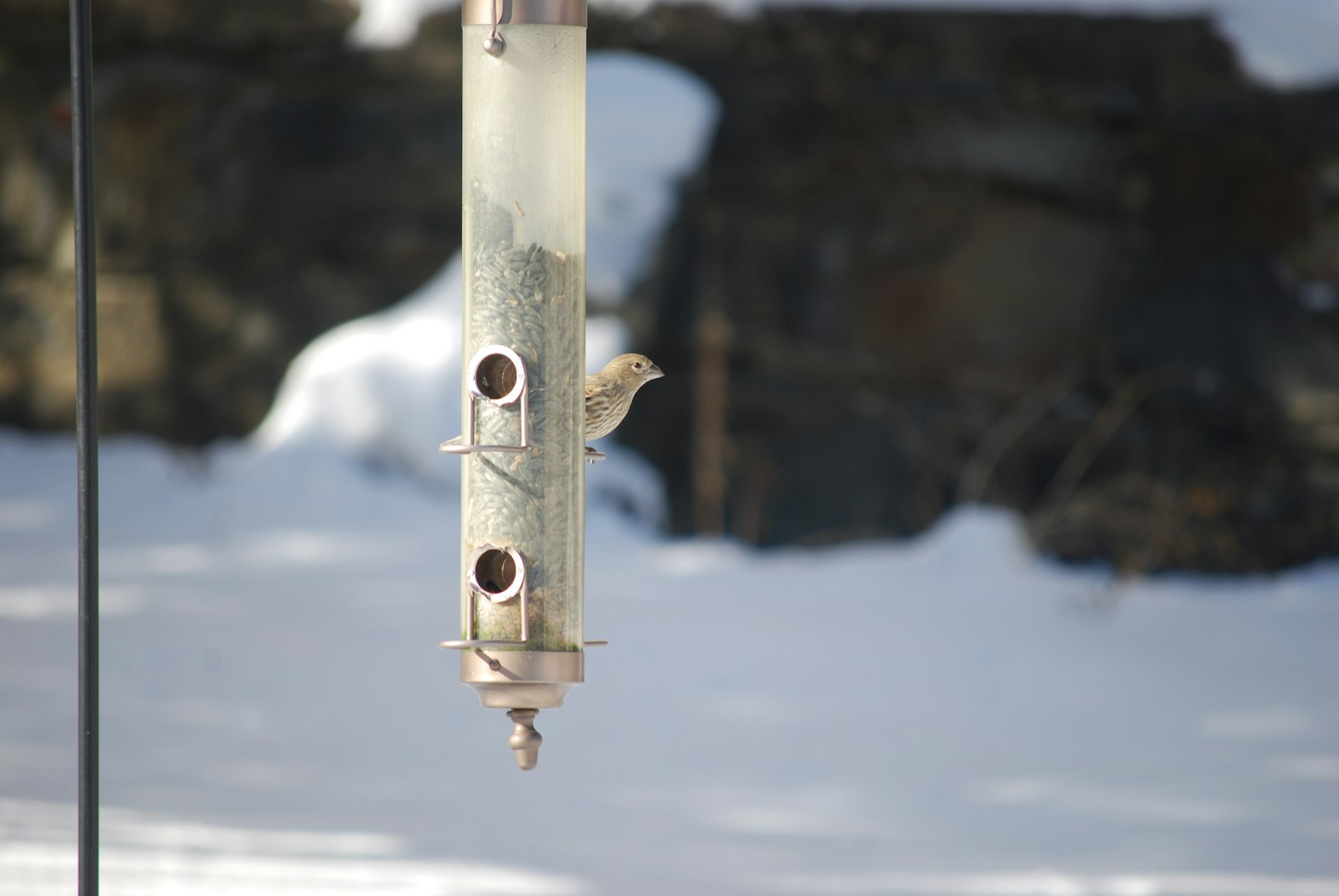 Kleiner Vogel an einer Futtersäule im Schnee – Vogelfutterhaus im Vergleich
