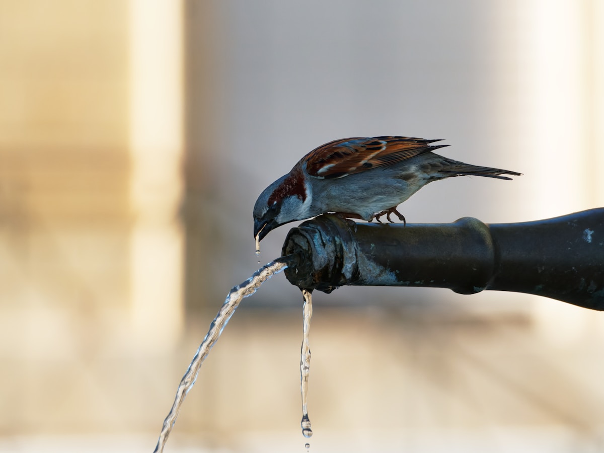 Vogel trinkt Wasser