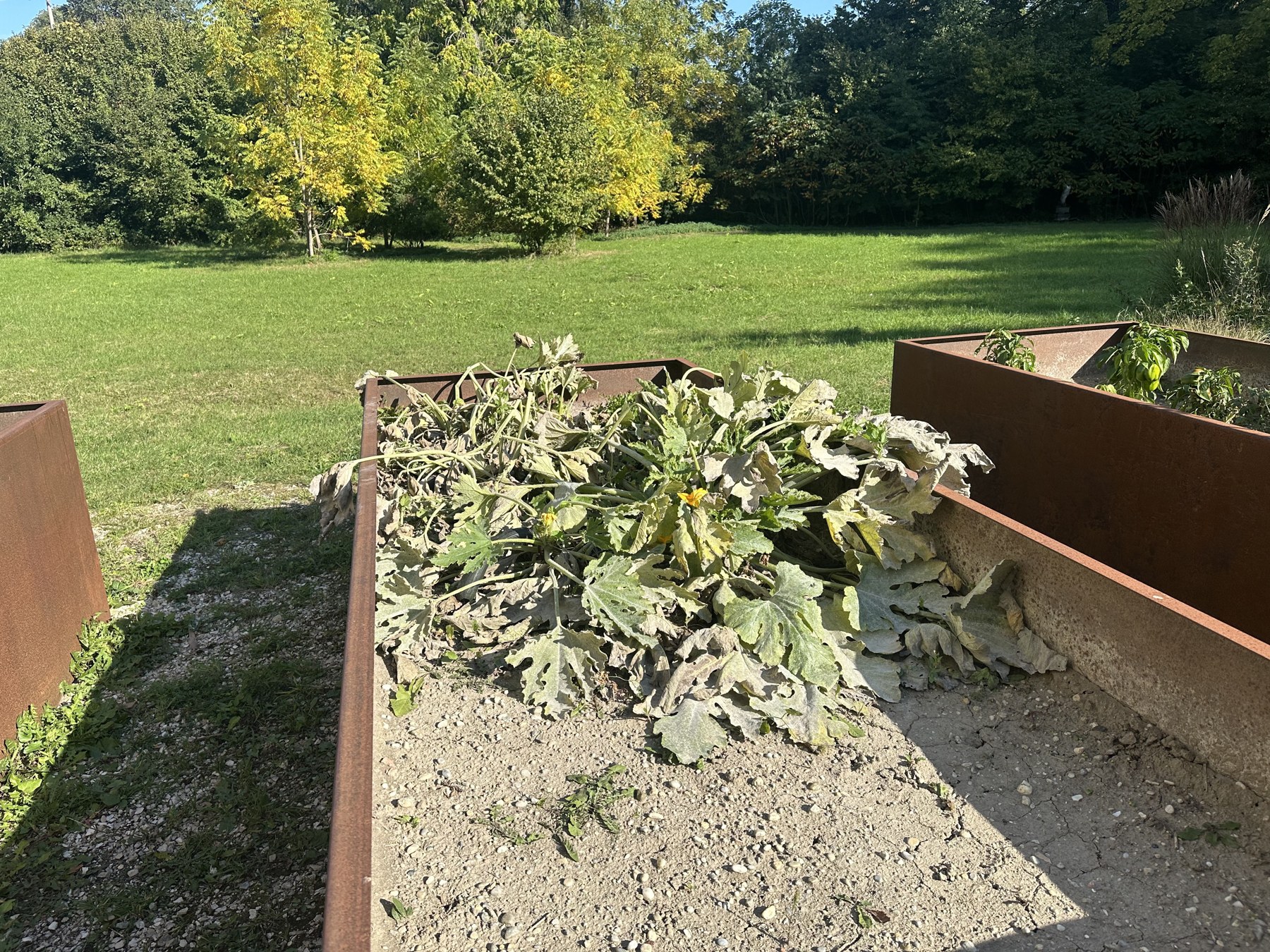 Alte Zucchinipflanze im Herbst